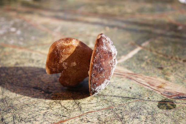 istock Frozen little Edulis Boletus mushroom 1125314312