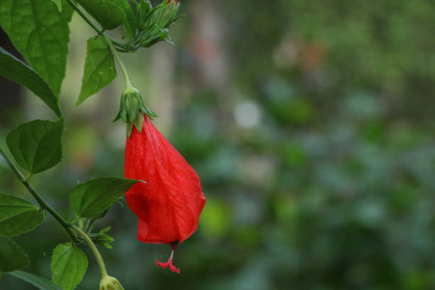 istock Hibiscus red at garden 1125314523