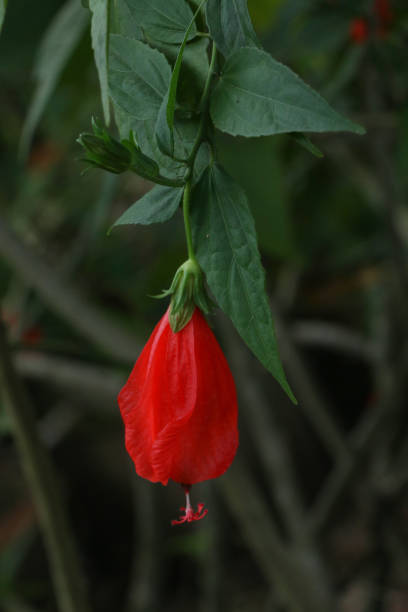 istock Hibiscus red at garden 1125314613