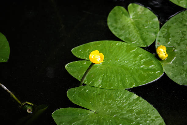 istock Yellow water lilies with leaves on the pond. 1125320256