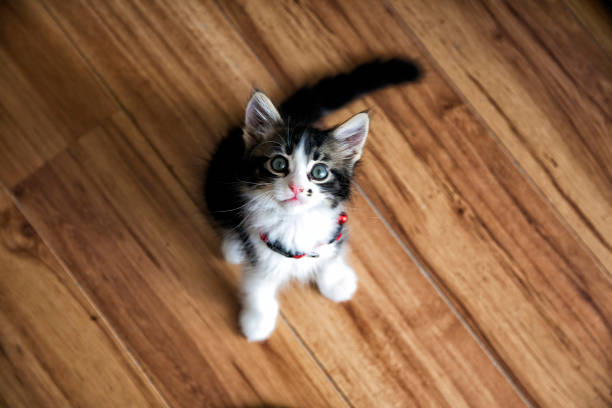 istock Domesticated kitten looking at the camera 1125323551