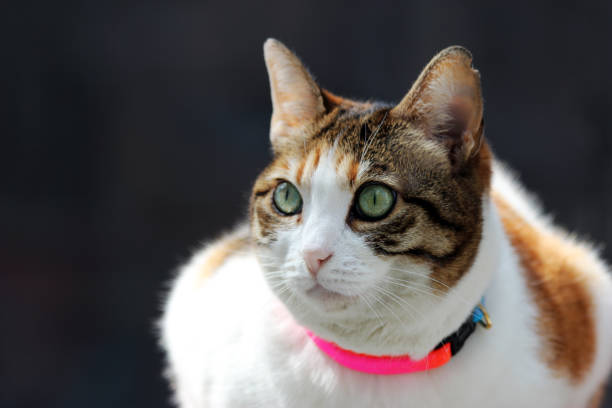 istock Green eyed cat with a pink collar around her neck 1125323633