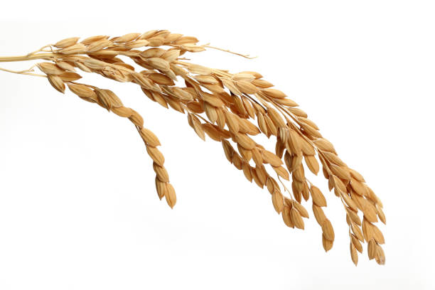 istock A bunch of rice ears 1125324470