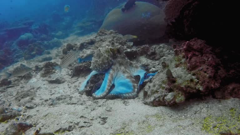 Underwater reef Octopus (Octapus cyanea) extracting fish from rocks