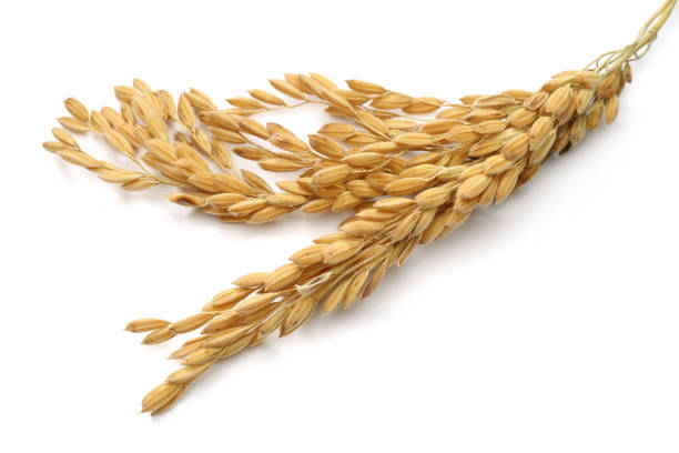A bunch of rice ears A bunch of rice ears isolated on white background rice cereal plant stock pictures, royalty-free photos & images