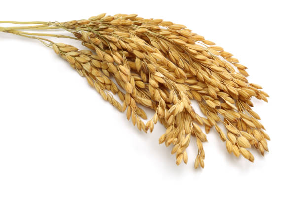 istock A bunch of rice ears 1125324704