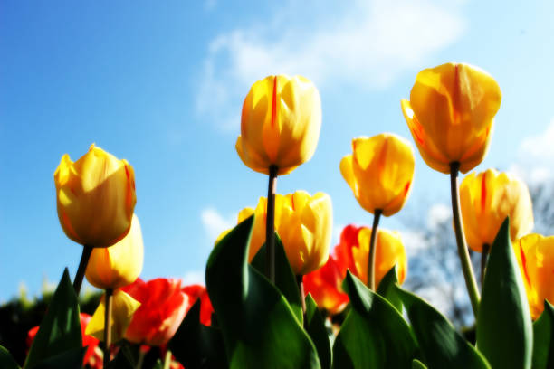 istock Yellow Flowers blossom under bright sunshine 1125325246
