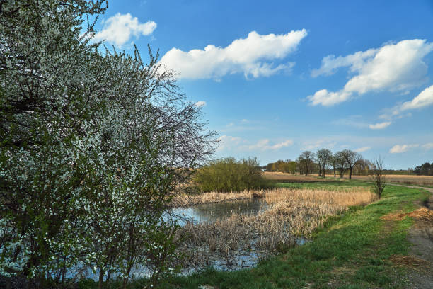 istock A dirt road and flowering fruit trees in spring 1125327562