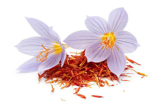 Saffron with crocus flower isolated on white background