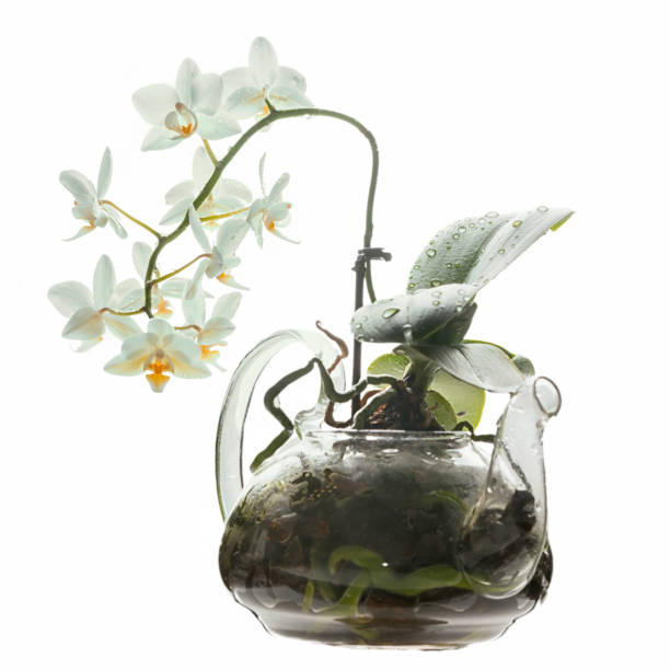 Photo of Blooming white phaleaenopsis orchid in a transparent glass teapot isolated on white background.