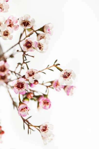 istock Branches of Geraldton wax on white 1125329242