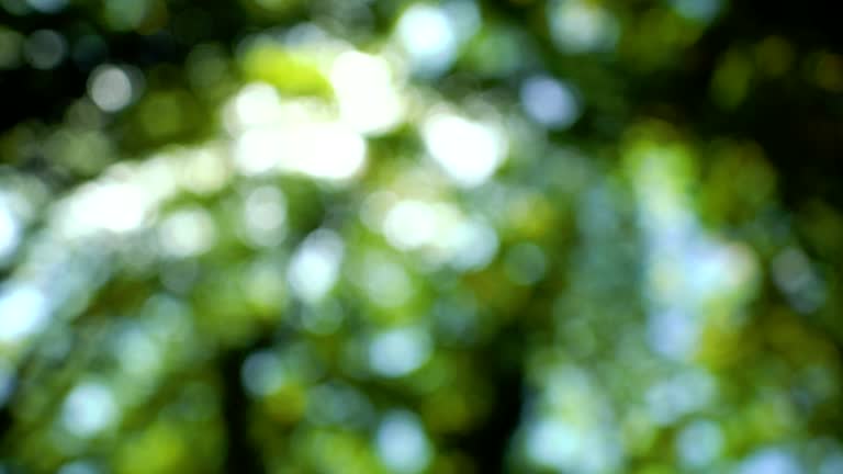 Summer forest bokeh blur from inside with sun peaking through leaves