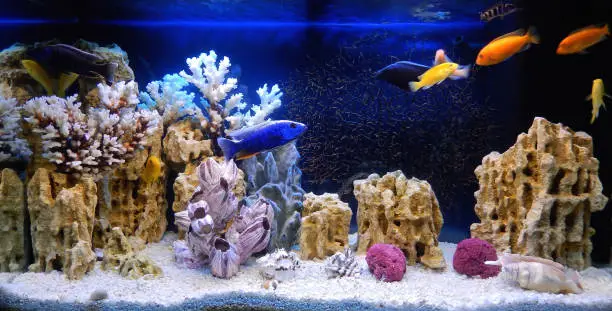 Freshwater aquarium decorated in a pseudo-sea style. Aquascape and aquadesign of aquarium
