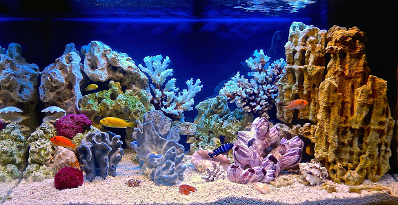 Freshwater aquarium decorated in a pseudo-sea style. Aquascape and aquadesign of aquarium