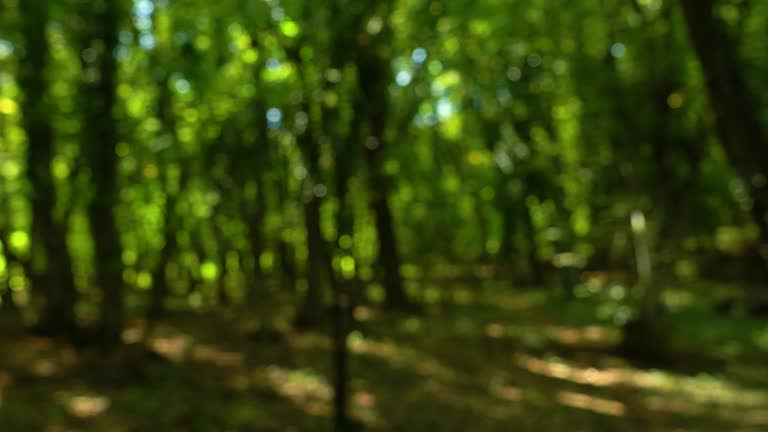 Summer forest bokeh blur from inside with sun peaking through leaves