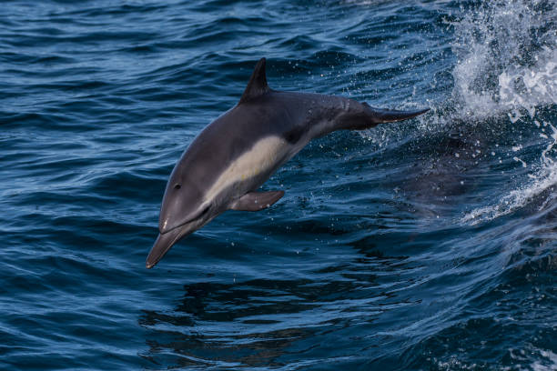 istock Pacific Ocean playground for marine family. 1125333267