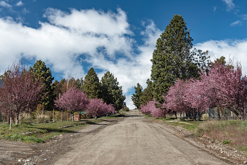 Street of unpaved and unpaved road, uphill and with cherry trees on both sides, Bariloche, Argenitna