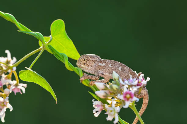 istock Beautiful green chameleon - Stock Image 1125335394