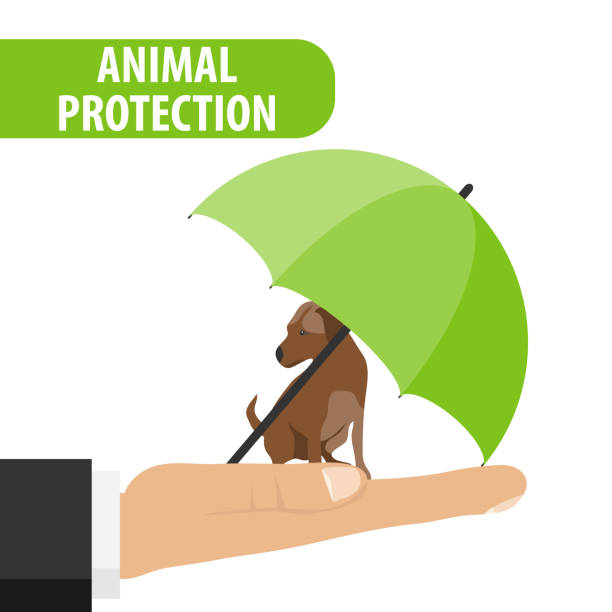 illustrations, cliparts, dessins animés et icônes de protection des animaux. le chien est assis sur la paume d’un homme sous un parasol. parapluie protège le chien. illustration vectorielle. - cartoon umbrella dog care