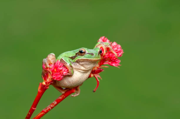 istock Beautiful Europaean Tree frog 1125335862