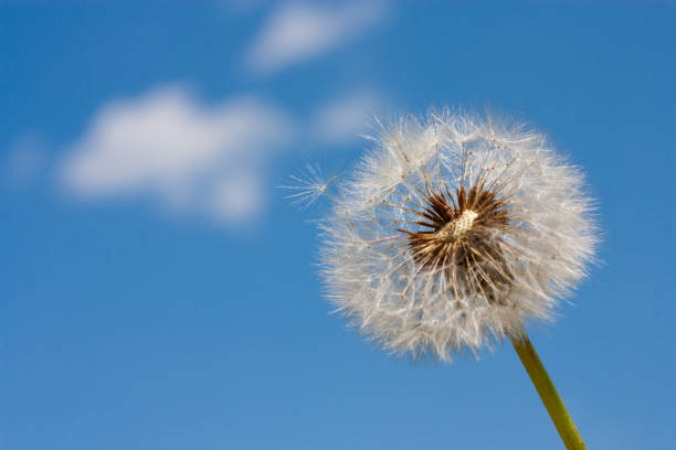 istock Dandelion (Taraxacum officinale) in the rays of spring sun 1125336102