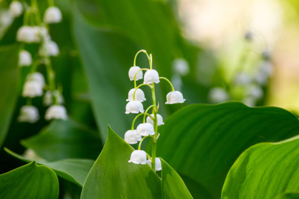 istock Lily of the valley (Convallaria majalis), blooming in the spring forest 1125336105