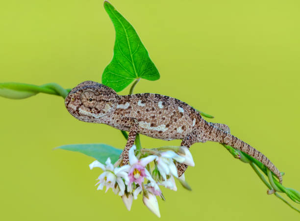 istock Beautiful green chameleon - Stock Image 1125336790