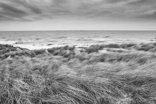 Beautiful seaside landscape - coast of South Holland with grass covered sand dunes, the Netherlands, in black-and-white color