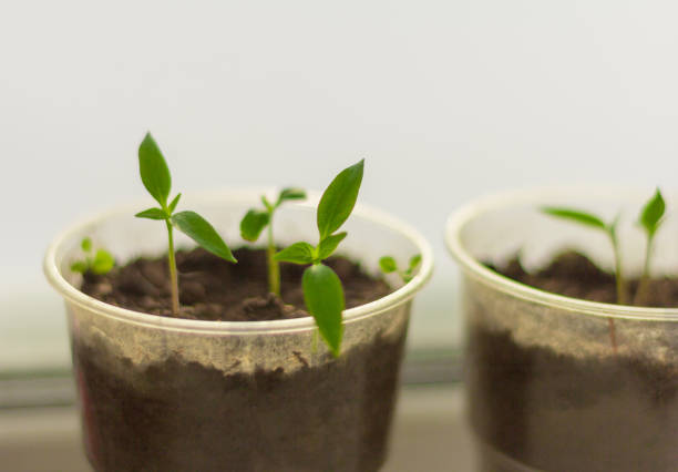istock seedlings,young shoots of pepper 1125343755