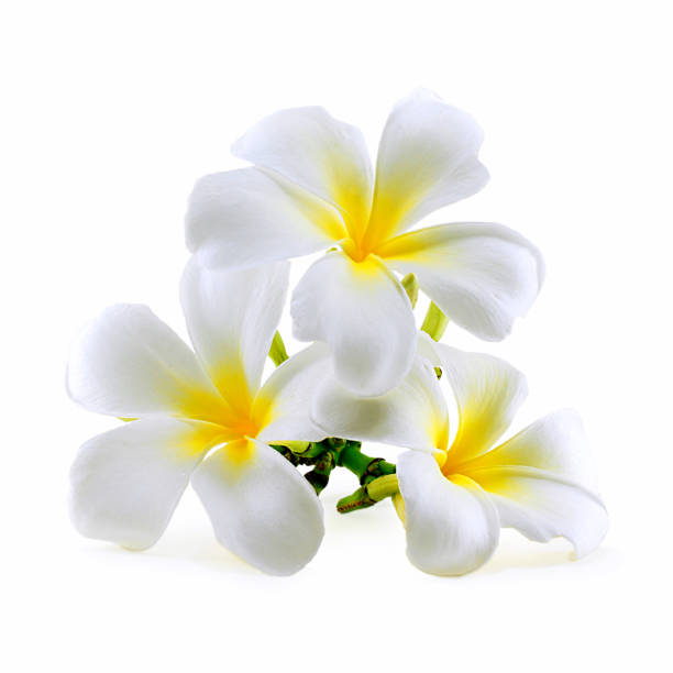 istock Frangipani, Plumeria flower isolated on white 1125343783
