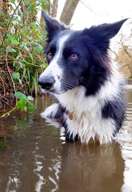 istock Border Collie dog in water 1125347441
