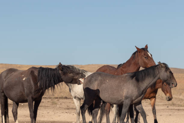 istock Herd of Wild Horses in Utah 1125347666