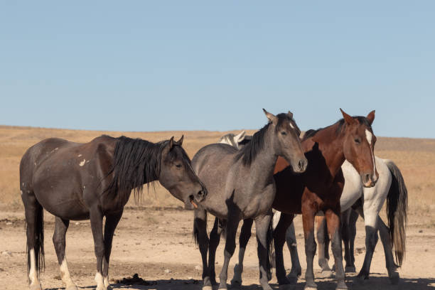 istock Herd of Wild Horses in Utah 1125347689