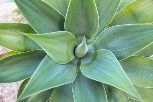 istock Green aloe vera leaves plant 1125347853