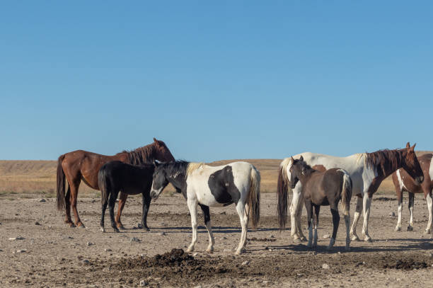 istock Herd of Wild Horses in Utah 1125348836