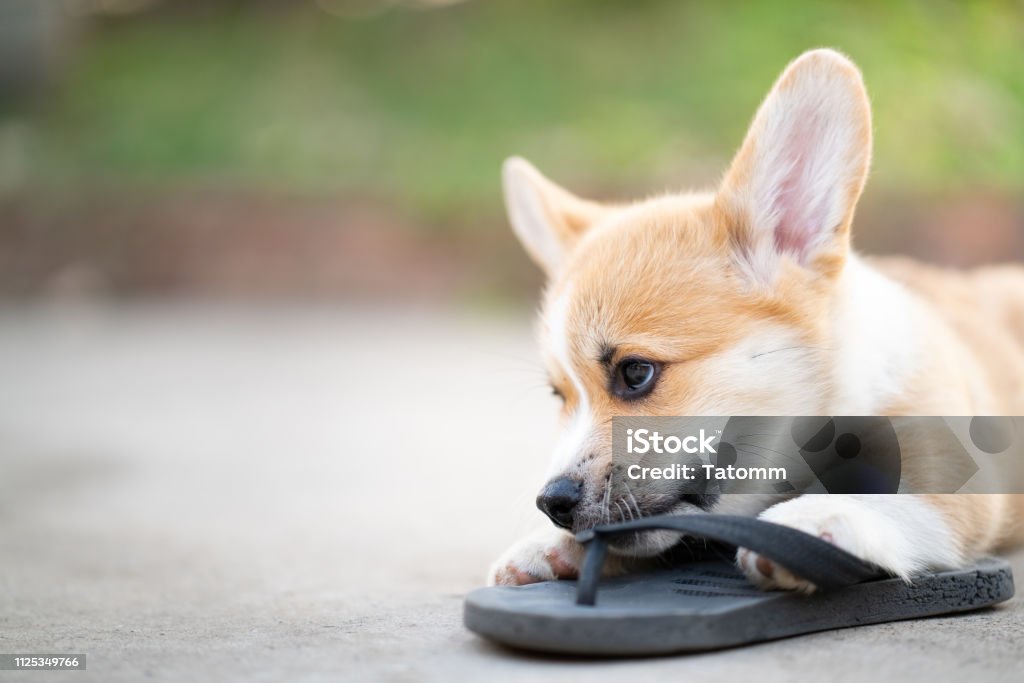 Corgi Flip Flops - Welsh Corgi Flip Flops - Welsh