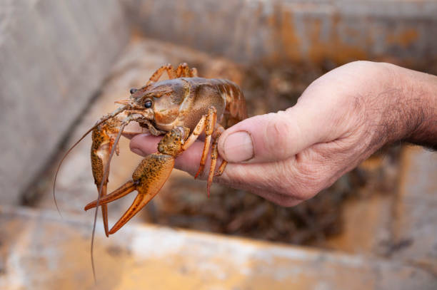 istock Closeup male hand holding alive freshwater crayfish 1125350186