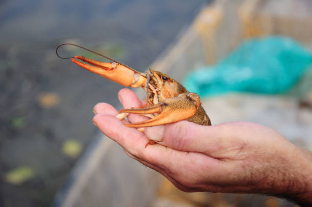 istock Closeup male hand holding alive freshwater crayfish 1125350190