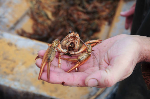 istock Closeup male hand holding alive freshwater crayfish 1125350192