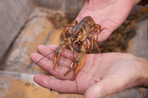 istock Closeup male hands holding alive freshwater crayfish 1125350194