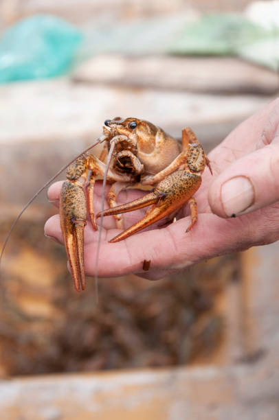 istock Closeup male hand holding alive freshwater crayfish 1125350198