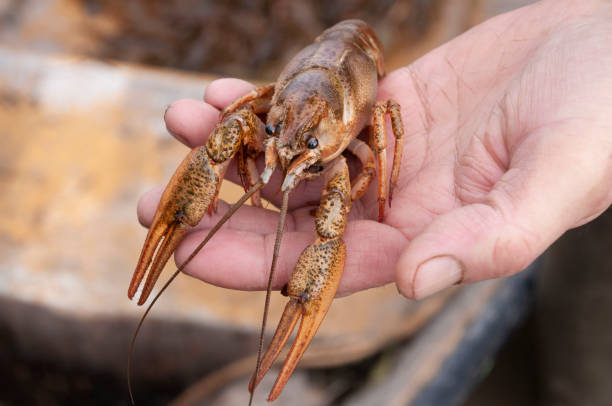 istock Closeup male hand holding alive freshwater crayfish 1125350200