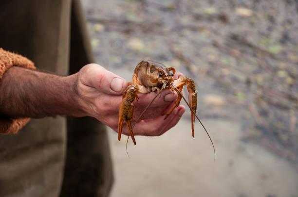 istock Closeup male hand holding alive freshwater crayfish 1125350204