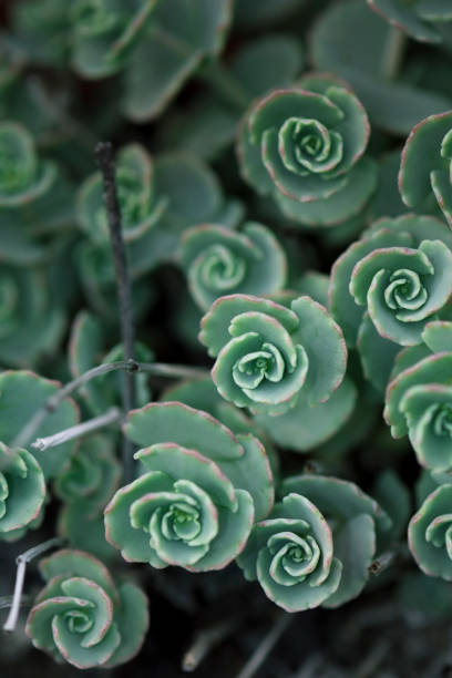 istock Green flowers in pots, which prefer direct sunlight. 1125350420