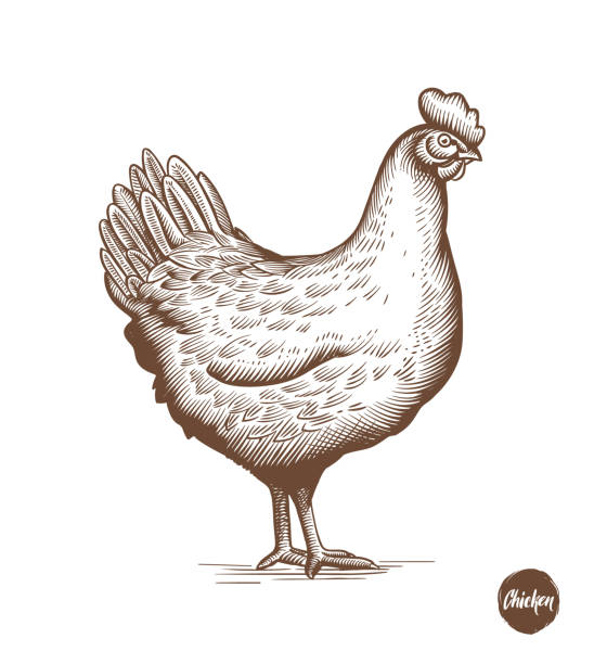 Chicken hand drawn illustration in engraving or woodcut style. Hen meat and eggs vintage produce elements. Badges and design elements for the chicken manufacturing. Vector illustration. Chicken hand drawn illustration in engraving or woodcut style. Hen meat and eggs vintage produce elements. Badges and design elements for the chicken manufacturing. Vector illustration chicken meat illustrations stock illustrations