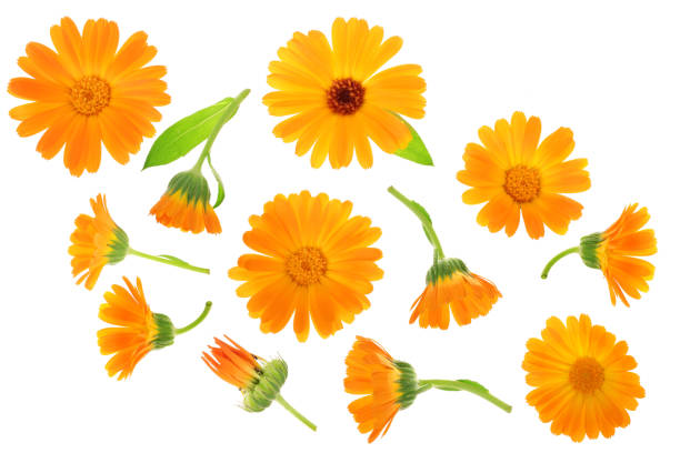 Calendula. Marigold flower isolated on white background. Top view. Flat lay pattern Calendula. Marigold flower with leaf isolated on white background. Top view. Flat lay pattern. field marigold stock pictures, royalty-free photos & images