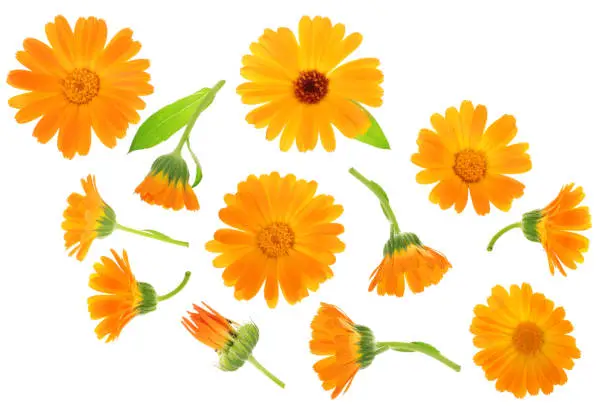 Calendula. Marigold flower with leaf isolated on white background. Top view. Flat lay pattern.