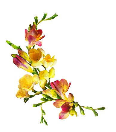 Fresh red and yellow freesia flowers and buds in a floral arrangement isolated on white background