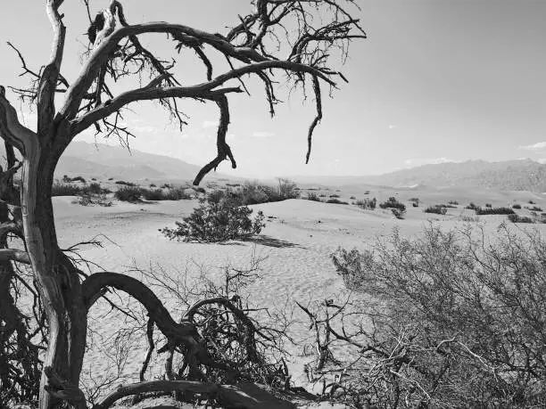 dried wood at mesquite flats in death valley desert, USA