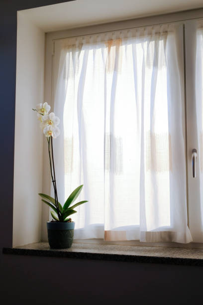 A white orchid on a window sill at sunset. The light rays produce a blurred effect symbolizing the unknown future